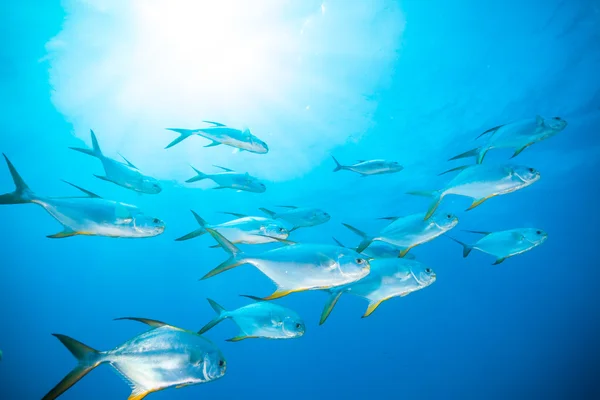 Rebanho de peixes no oceano — Fotografia de Stock
