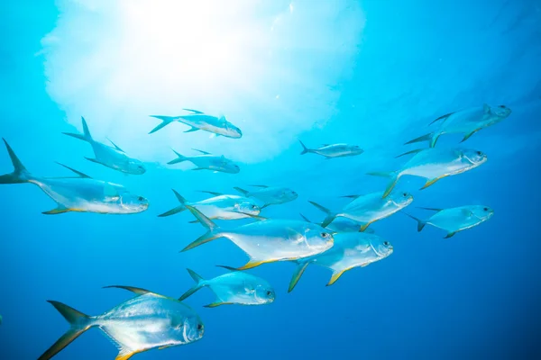 Troupeau de poissons dans l'océan — Photo