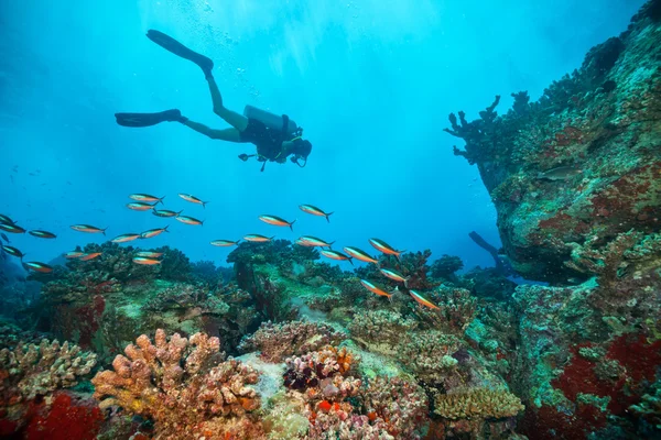 Jovem mergulhador mulher explorando fundo do mar — Fotografia de Stock