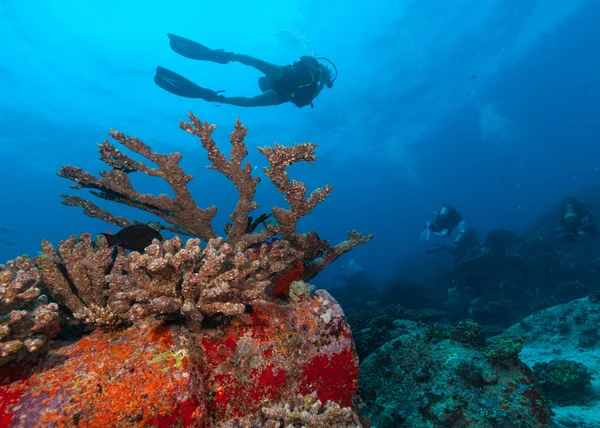 组的潜水员探索海底 — 图库照片