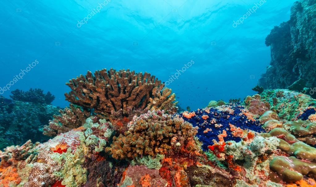 Underwater coral reef background Stock Photo by ©jag_cz 124708322