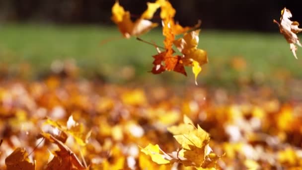 Super Cámara Lenta Caída Hojas Arce Otoño Filmado Cámara Cine — Vídeos de Stock