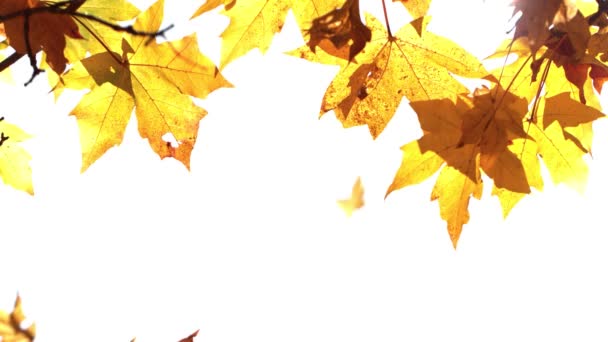 Сверхмедленное Движение Падающих Осенних Листьев Ясном Фоне Снято Камеру Высокоскоростного — стоковое видео