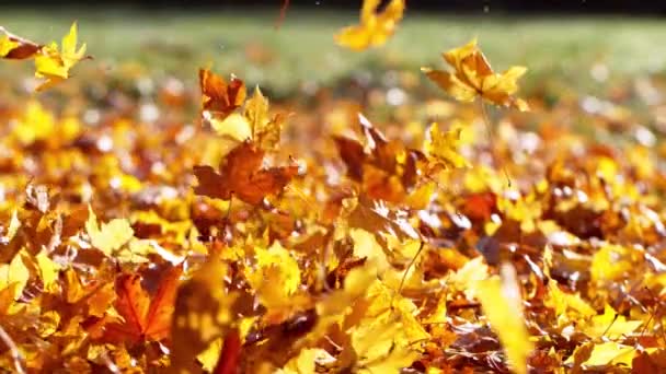 Sonbahar Akçaağaç Yapraklarının Çok Yavaş Düşmesi Yüksek Hızlı Sinema Kamerası — Stok video