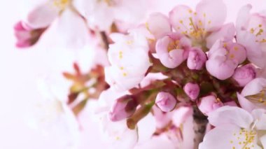 Çiçek açan kiraz ağacı çiçekleri, güzel bahar çiçekleri...