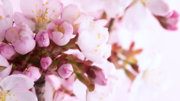 Time Lapse Blooming Cherry Tree Blossoms Beautiful Spring Blooming Background — Stock Video