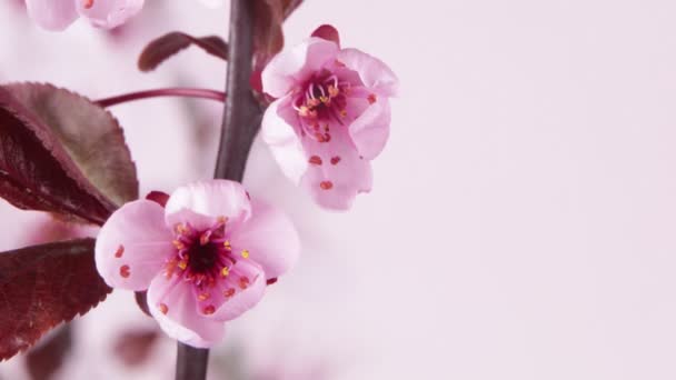 Zeitraffer Der Blühenden Kirschbaumblüten Schöner Frühlingshafter Hintergrund — Stockvideo