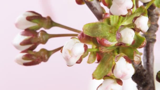 Time Lapse Blooming Apple Tree Blossoms Beautiful Spring Blooming Background — Stock Video