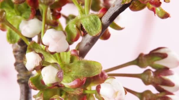 Lapso Tiempo Floración Del Manzano Florece Con Movimiento Cámara Hermoso — Vídeo de stock