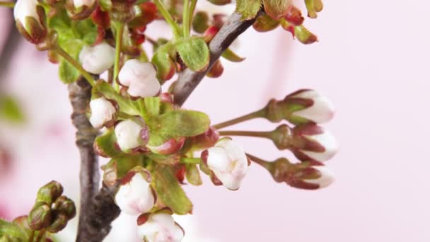 Lapso Tiempo Flores Manzanos Flor Hermoso Fondo Floración Primavera — Vídeo de stock