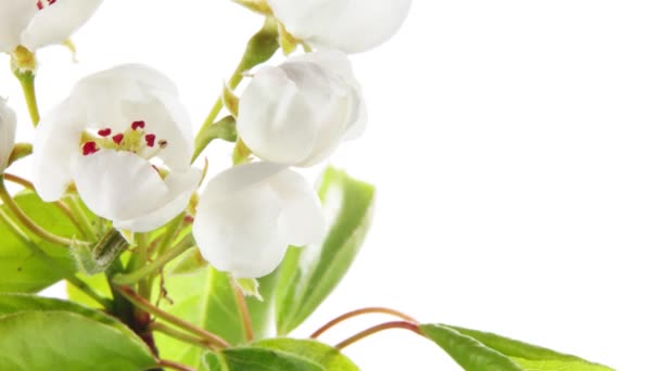 Lapso Tiempo Flores Manzanos Flor Hermoso Fondo Floración Primavera — Vídeo de stock