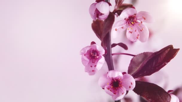 Lapso Tiempo Flores Cerezo Flor Hermoso Fondo Floración Primavera — Vídeos de Stock