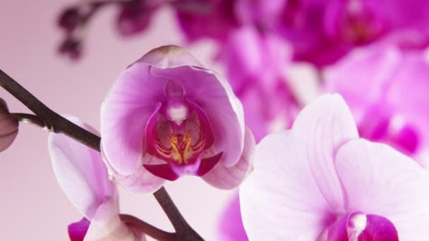 Čas Kvetoucího Květu Orchidejí Krásné Jarní Kvetoucí Pozadí — Stock video