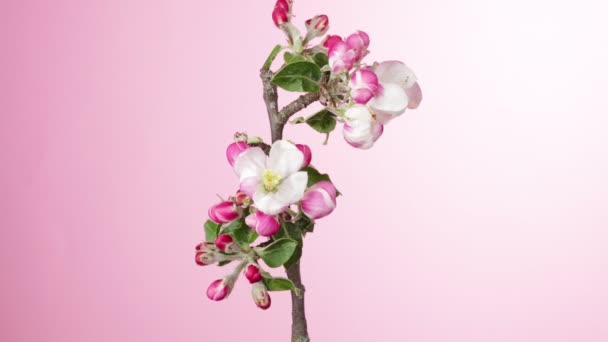 Время Истекает Цветущие Яблони Цветут Цветы Красивая Весна Цветет Фон — стоковое видео
