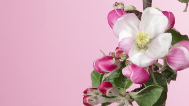 Время Истекает Цветущие Яблони Цветут Цветы Красивая Весна Цветет Фон — стоковое видео