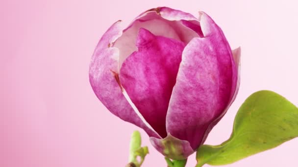 Tidsförskjutning Blommande Magnolia Blommar Vacker Vår Bakgrund — Stockvideo