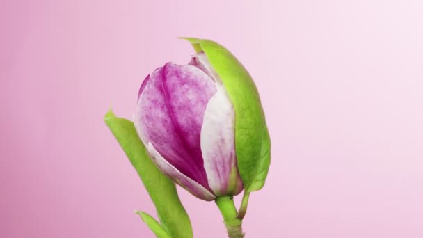 Virágzó Magnólia Virágzásának Ideje Lejárt Gyönyörű Tavaszi Háttér — Stock videók