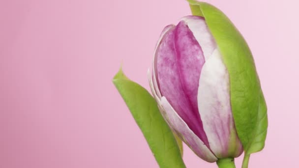 Čas Vypršel Kvetoucími Květy Magnólie Krásné Jarní Pozadí — Stock video