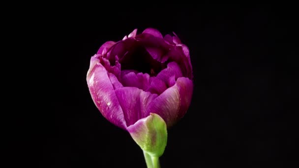 Čas kvetoucího fialového tulipánového květu. Izolováno na černém pozadí.