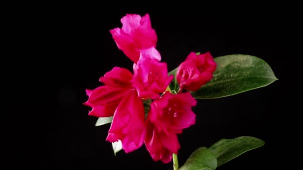 Zeitraffer Blühender Lila Rhododendronblüten — Stockvideo