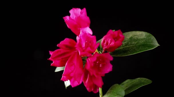 Time Lapse Blooming Purple Rhododendron Blossoms — Stock Video