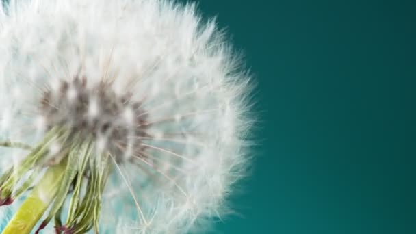 Super Slow Motion Bloomed Dandelion Flying Seeds Blue Background Filmado — Vídeo de Stock