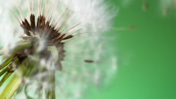 开花蒲公英的超慢速运动与绿色背景下的飞行种子 在高速电影摄影机上拍摄 1000 Fps — 图库视频影像