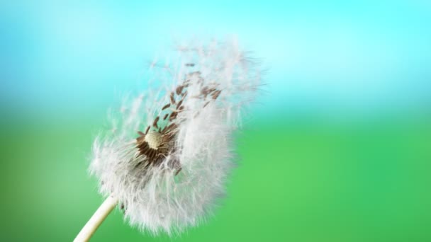 Super Slow Motion Bloomed Dandelion Flying Seeds Inglés Filmado Cámara — Vídeo de stock