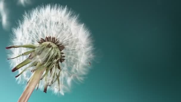 Super Slow Motion Bloomed Maskros Med Flygande Frön Blå Bakgrund — Stockvideo