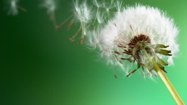 緑の背景に飛ぶ種子で開花タンポポの超スローモーション 高速シネマカメラで撮影 1000 Fps — ストック動画