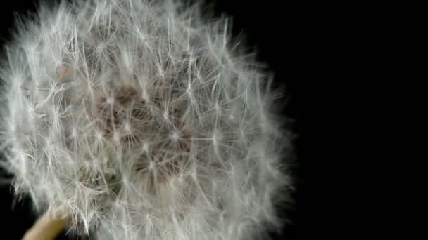 Super Slow Motion Bloomed Dandelion Flying Seeds Black Background Filmed — Stock Video