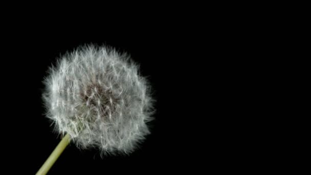 Super pomalý pohyb kvetoucího pampelišky s létajícími semínky na černém pozadí. Natočeno na vysokorychlostní kameře, 1000 snímků za sekundu.