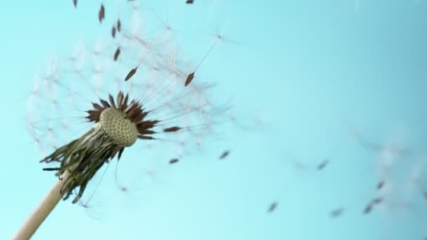 青色の背景に空飛ぶ種子で開花タンポポの超スローモーション 高速シネマカメラで撮影 1000 Fps — ストック動画