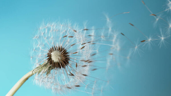 Realistic freeze motion of bloomed dandelion. Studio shot with colored background.