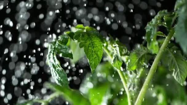 Super Slow Motion Piante Irrigazione Concetto Giardinaggio Girato Cinepresa Alta — Video Stock