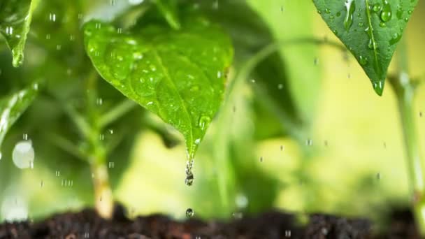 Super Powolny Ruch Podlewania Roślin Koncepcja Ogrodnictwa Nagrywane Szybkim Aparacie — Wideo stockowe
