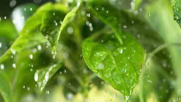 Super Slow Motion Piante Irrigazione Concetto Giardinaggio Girato Cinepresa Alta — Video Stock