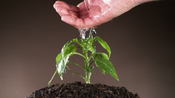 Super Slow Motion Watering Plant Man Hand Detail Gardening Concept — Stock Video