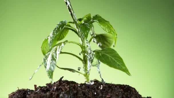 Movimento Super Lento Planta Molhando Conceito Jardinando Filmado Câmera Cinema — Vídeo de Stock