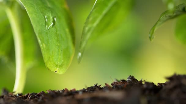 Super Langzame Beweging Van Druppelende Waterdruppel Gefilmd Met Macro Lens — Stockvideo