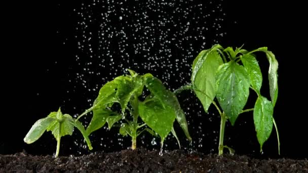 Super Slow Motion Watering Plants Gardening Concept Filmed High Speed — Stock Video