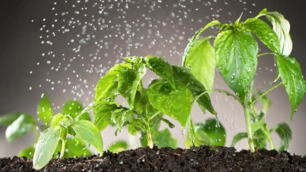 Super Câmera Lenta Plantas Rega Conceito Jardinagem Filmado Câmera Cinema — Vídeo de Stock