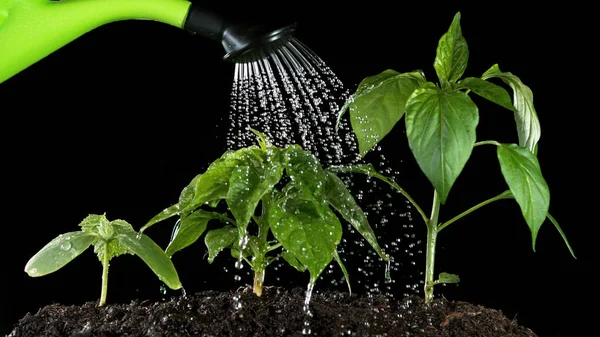 Wylewanie Wody Konewki Młode Rośliny Pojęcie Ogrodnictwa Uprawy Roślin — Zdjęcie stockowe