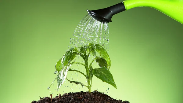 Verter Agua Regadera Sobre Plantas Jóvenes Concepto Jardinería Crecimiento Plantas — Foto de Stock