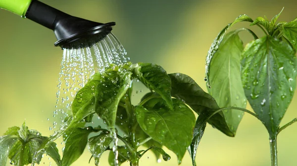 Gießen Sie Wasser Aus Der Gießkanne Auf Junge Pflanzen Konzept — Stockfoto