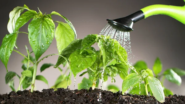 Derramando Água Regar Lata Plantas Jovens Conceito Jardinagem Crescimento Plantas — Fotografia de Stock