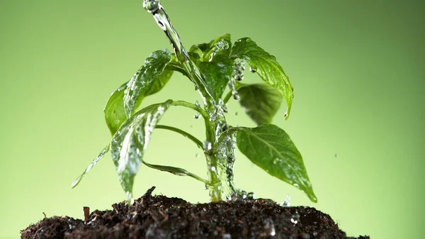 Watering Young Plant Leaves Detail Gardening Plant Growth Concept — Stock Photo, Image