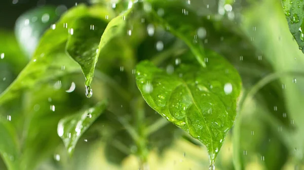 Arroser Les Jeunes Feuilles Plante Détail Concept Jardinage Croissance Végétale — Photo