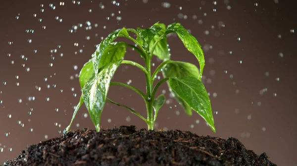 Arroser Les Jeunes Feuilles Plante Détail Concept Jardinage Croissance Végétale — Photo