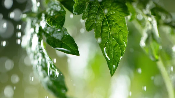 Arroser Les Jeunes Feuilles Plante Détail Concept Jardinage Croissance Végétale — Photo